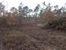 Kahlschlag am Hang im geschützten Biotop
