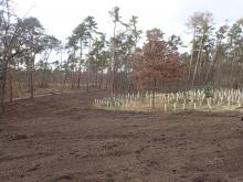 Kahlschlag. Angrenzend/im Hintergrund ältere Kahlschlagfläche/Monokultur