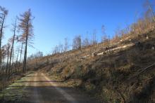 Heide-Berg, südliche Bergflanke - Mittelteil