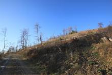 Heide-Berg, südliche Bergflanke - oberer Teil