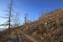 Heide-Berg, südliche Bergflanke - oberer Teil