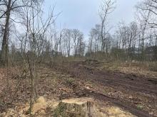 Kahlschlag im Zimmermannschen Wäldchen in Münster Kinderhaus im Dezember 2021, hier: Baumstumpf