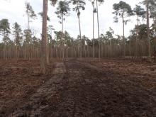 Kahlschlag Kiefernforst an Kastanienallee. Bild vom 19.12.20