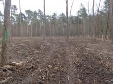 Kahlschlag Kiefernforst an Kastanienallee. Bild vom 21.03.2021