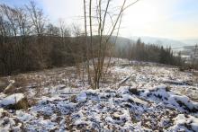 Nord Puderbach - unterhalb Schweinskaute - unweit &quot;In der Weidetal&quot;