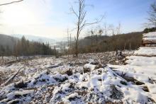 Nord Puderbach - unterhalb Schweinskaute - unweit &quot;In der Weidetal&quot;