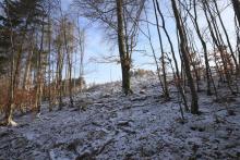 Fichtenfällung - FFH - Landschaftsschutzgebiet - Naturschutzgebiet