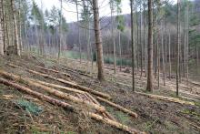 &quot;Gegen der Kirschwiese&quot; - Kirschwiesental - unterhalb &quot;Kirschköpfchen&quot;