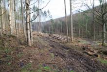 &quot;Gegen der Kirschwiese&quot; - Kirschwiesental - unterhalb &quot;Kirschköpfchen&quot;