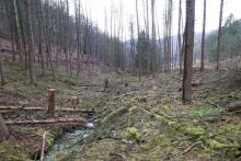 NSG Kirschwiesental  - Landschaftsschutzgebiet - gegenüber &quot;Gegen der Kirschwiese&quot;