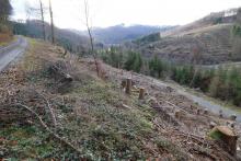 Talwärts, westlich Obernberg - oberhalb Wanderweg L4 - oberhalb &quot;Unterm Obernberg&quot; - Bad Laasphe - Nord 3