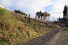 Hang zum Obernberg - westlich - Bad Laasphe-Nord 4 - zwischen &quot;Aufm Obernberg&quot; und &quot;Obernberg&quot;