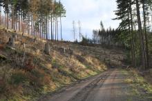 Hang zum Obernberg - westlich - Bad Laasphe-Nord 4 - zwischen &quot;Aufm Obernberg&quot; und &quot;Obernberg&quot;