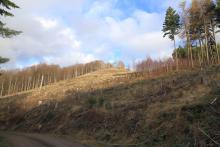 Hang zum Obernberg - westlich - Bad Laasphe-Nord 4 - zwischen &quot;Aufm Obernberg&quot; und &quot;Obernberg&quot;