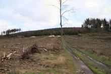 Welsbachsboden und Aufm Obernberg - S/O Obernberg - Bad Laasphe-Nord 8