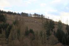 Hang abwärts Faule Seite - nördlich Butzeberg - Bad Laasphe-Nord 10