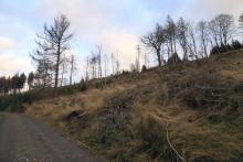 Hang aufwärts Faule Seite - Weg oberhalb Wanderweg L4 - Richtung Butzeberg