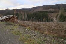 Hang abwärts Faule Seite - nördlich Butzeberg - Bad Laasphe-Nord 10