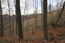 Hang abwärts Faule Seite - nördlich Butzeberg - Bad Laasphe-Nord 10