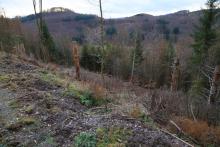 westlich Butzeberg - Hang abwärts - an Wanderweg L4