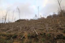 westlich Butzeberg - Hang aufwärts - an Wanderweg L4