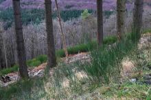 Südlich Butzeberg - Kurve zu Kurve auf Wanderweg L4 - oberhalb &quot;Butzebach&quot; - Hang abwärts