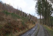 Hang aufwärts - S/W Butzeberg - am Wanderweg L4