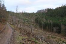 Butzeberg Süd - Hang aufwärts - oberhalb &quot;Butzebach&quot; - unterhalb &quot;Auf dem Butzenbach&quot; - am Wanderweg L4