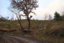 Butzeberg Süd - Hang aufwärts - oberhalb &quot;Butzebach&quot; - unterhalb &quot;Auf dem Butzenbach&quot; - am Wanderweg L4