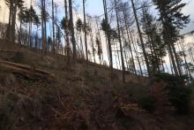 westlich Weibersberg - oberhalb Wanderweg L4 - Hang aufwärts