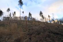 westlich Weibersberg - oberhalb Wanderweg L4 - Hang aufwärts