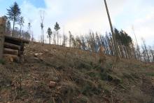 westlich Weibersberg - oberhalb Wanderweg L4 - Hang aufwärts