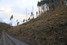 westlich Weibersberg - oberhalb Wanderweg L4 - Hang aufwärts