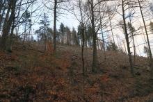 S-W Weibersberg - Hang aufwärts - oberhalb Wanderweg L4