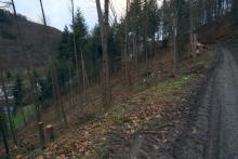 Hang abwärts - S_W Weibersberg - unterhalb Wanderweg L4