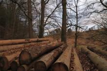 Hang parallel zum Wanderweg X15 / W - östlich &quot;Aufm Fangsboden&quot; - N/W &quot;Fang&quot;