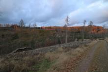 zwischen N_O Weibersberg und N_W Krautkopf - Richtung Neuntel - linker Hand - am Wanderweg X15/W