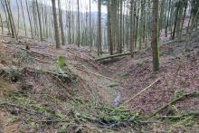 Biotop am Wanderweg A1 - nach Paragraph 30 - zwischen &quot;In der Weidetal&quot; und &quot;Vorm Hainrot&quot;