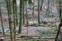 Biotop am Wanderweg A1 - nach Paragraph 30 - zwischen &quot;In der Weidetal&quot; und &quot;Vorm Hainrot&quot;