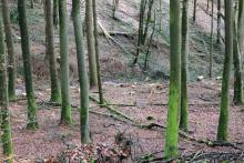 Biotop am Wanderweg A1 - nach Paragraph 30 - zwischen &quot;In der Weidetal&quot; und &quot;Vorm Hainrot&quot;