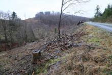 Hang am Wanderweg L4 - rechts Neesbach - südlich vom Neesbach