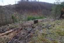 Hang am Wanderweg L4 - rechts Neesbach - südlich vom Neesbach