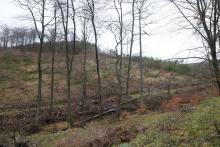 Hang am Wanderweg L4 - rechts Neesbach - südlich vom Neesbach