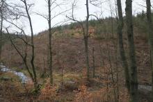 an K53 - Nassehecke - kurz vor Hülshof - angrenzend an NSG und FFH &quot;Laasphe&quot;