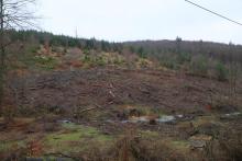 an K53 - Nassehecke - kurz vor Hülshof - angrenzend an NSG und FFH &quot;Laasphe&quot;