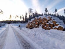 Mehr Bäume in der Horizontalen als in der vertikalen.