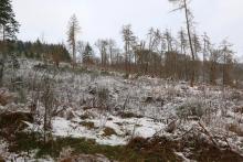 Nadelbaum-Fällung am Wanderweg L6 - zwischen &quot;Gerhardseck&quot; und &quot;Litzelbachsloch&quot;