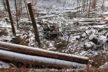 Nadelbaum-Fällung  - am Wanderweg L8/P1/P - zwischen &quot;Litzelbachsloch&quot; und &quot;Am Friedenhölzchen&quot;