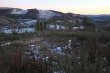 Aufforstung mit Nadelbäumen vor mehreren Jahren - &quot;Vorm Hainrot&quot; - unterhalb Wanderweg A1