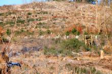 Aufforstung mit Nadelbäumen vor mehreren Jahren - &quot;Vorm Hainrot&quot; - unterhalb Wanderweg A1